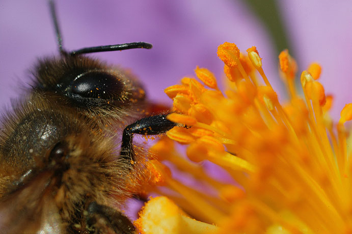 abeilles-fleurs